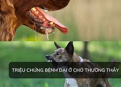 Bệnh Giả Dại Ở Chó