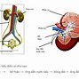 Nước Tiểu Được Sinh Ra Từ Đâu